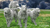 Knights Angelic - Dogs of War - Atlan Forge