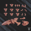 Star Alves - Cometriders Team - Dakka Dakka
